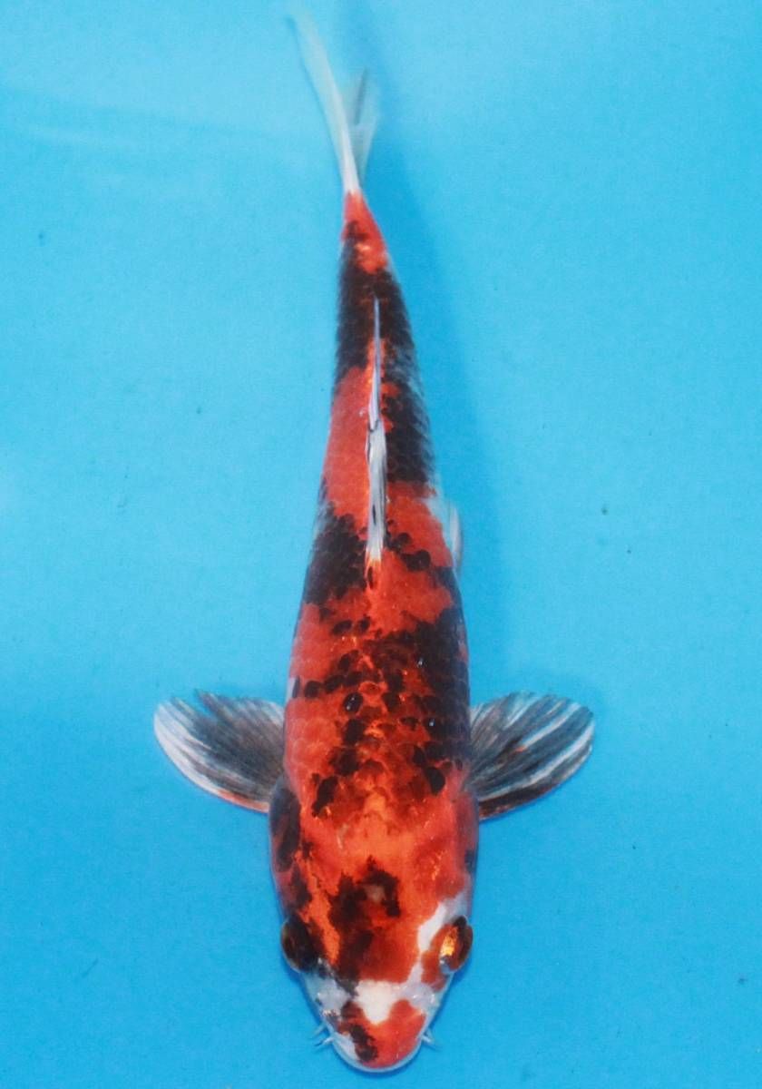 金昭和