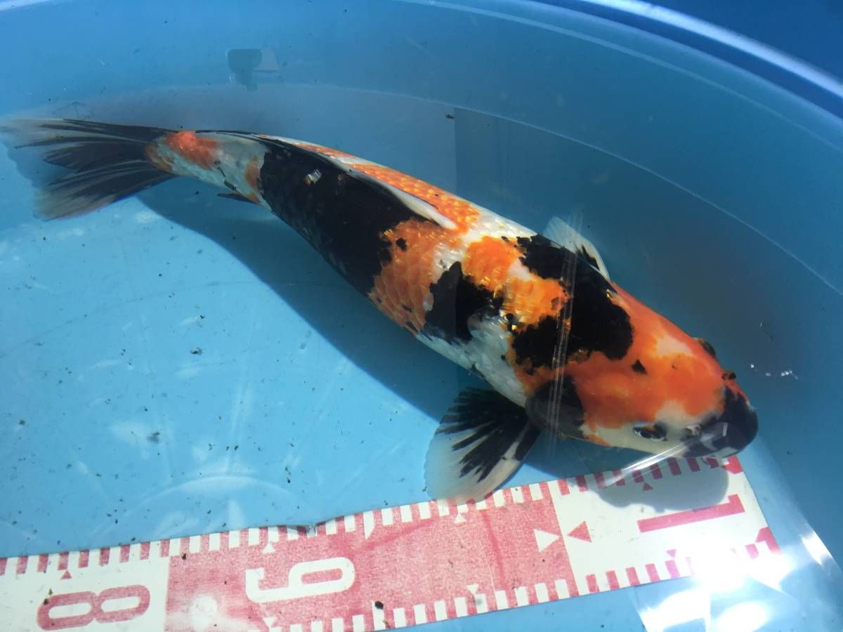 银鳞昭和