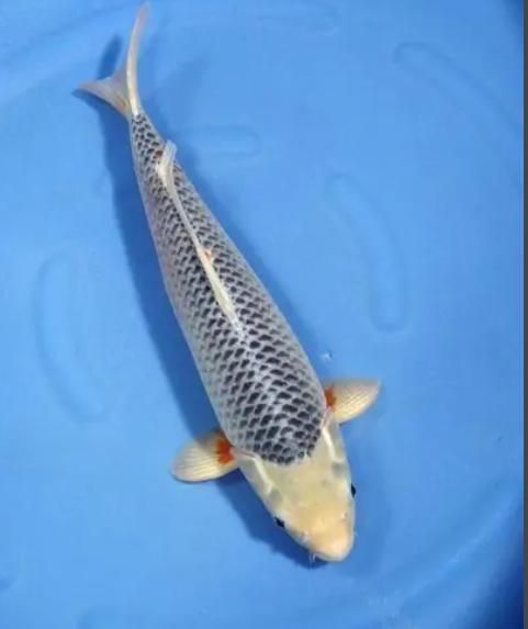 浅黄