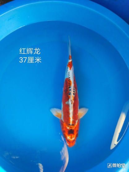 红辉