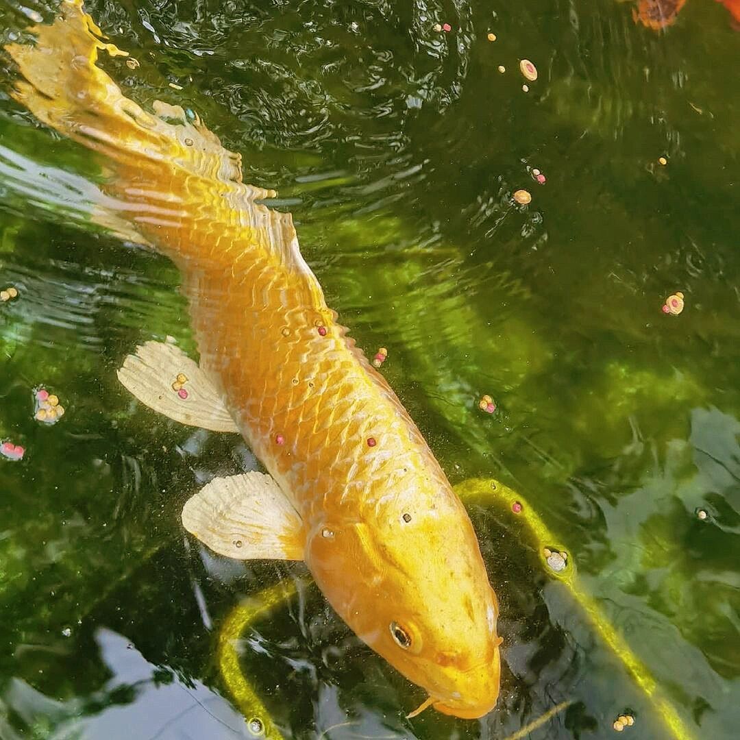 黄金