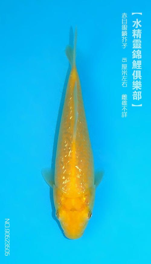 银鳞芥子