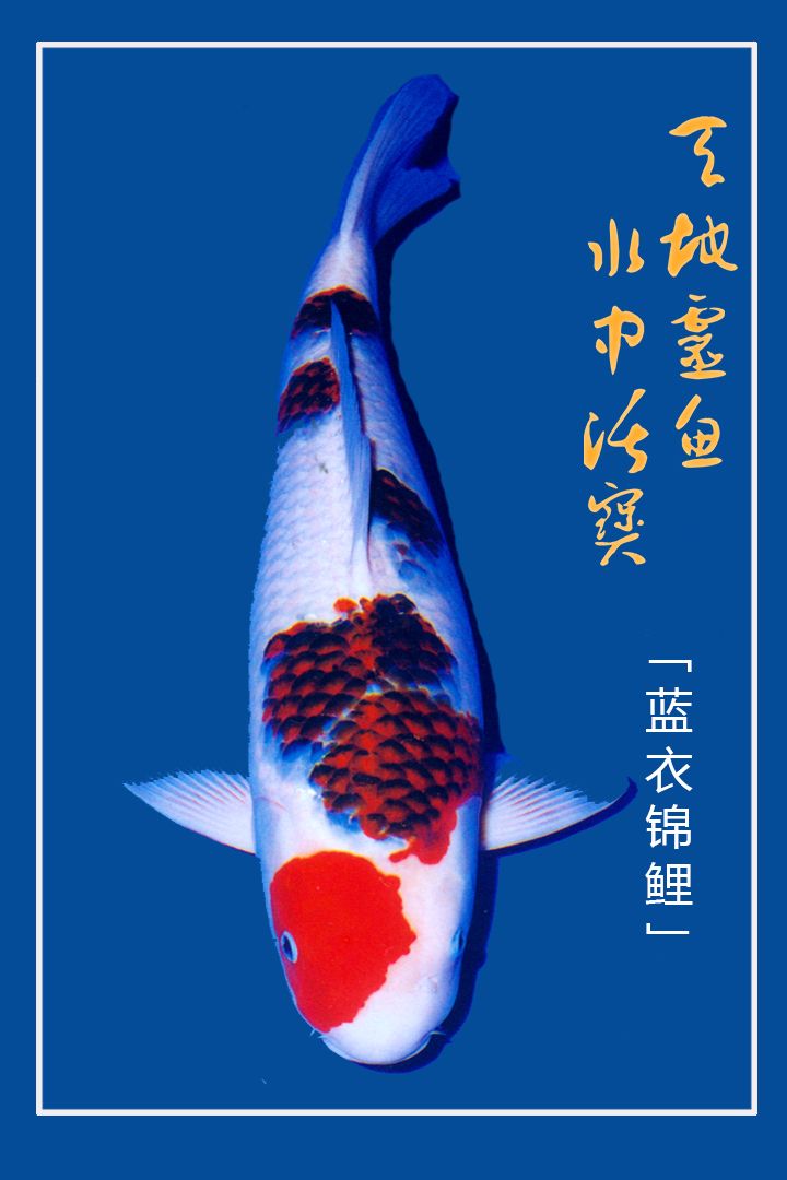 蓝衣