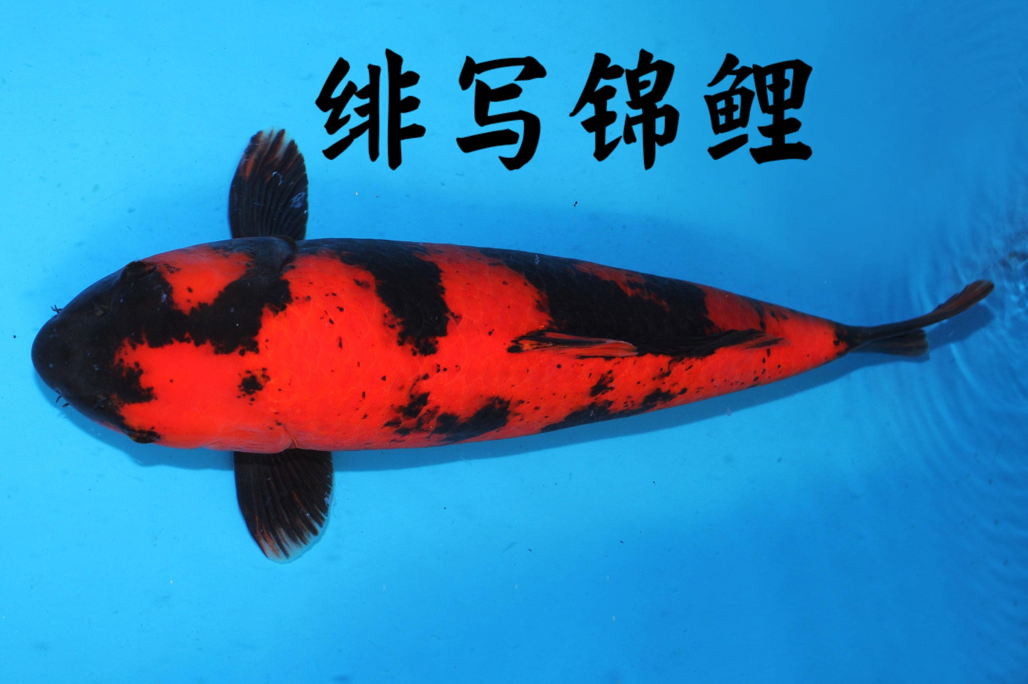 绯写